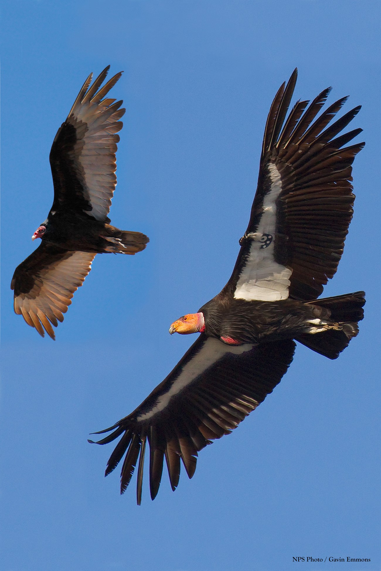 Large dark condor with orange head soars below a smaller turkey vulture.