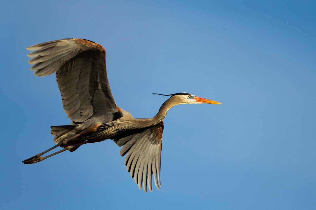 A great blue heron flies high up in the sky with its wings outstretched.