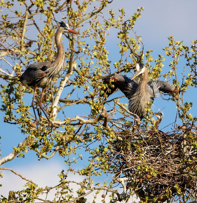 Two adult herons stand near a small chick whose head pops out of its nest