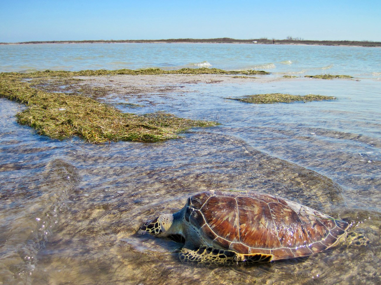 Unresponsive sea turtle On a sunny day, a large sea turtle sits in a few inches of water near a sandbar with its head down.