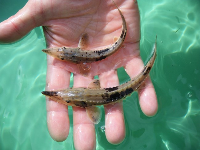 Closeup of an open hand holding two shark like fish with pointy noses that are slightly longer than the palm is wide. They are held over a green container of clear water.