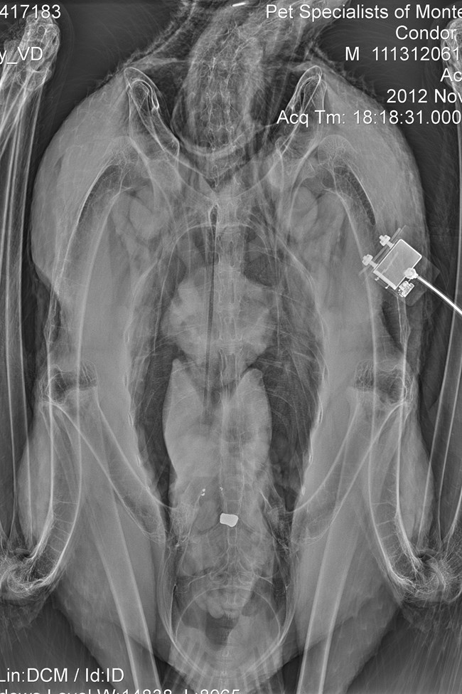 Radiograph of a condor body with small, solid particles visible in the lower stomach.