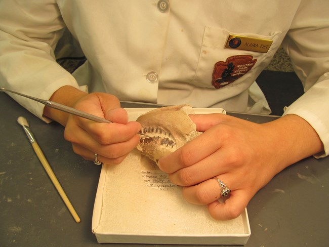 a paleontologist works on a fossil with her left hand stabilizing a small skull and her right hand using a small pick to remove rock from the teeth of the fossil.