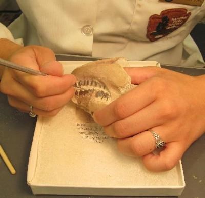 2013-06-20_Lainie-Working-On-Oreodont-Fossil-Closeup_LMcAfee_6408987_3 a paleontologist works on a fossil with her left hand stabilizing a small skull and her right hand using a small pick to remove rock from the teeth of the fossil.