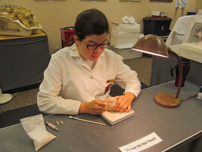 lt= a woman in a white lab coat works on a baseball-sized fossil skull under a bright lamp.