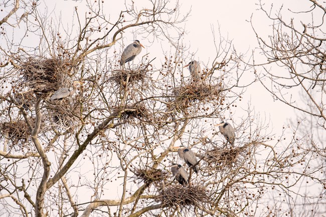 Seven herons sit among nine nests of large, loose sticks in a large tree.
