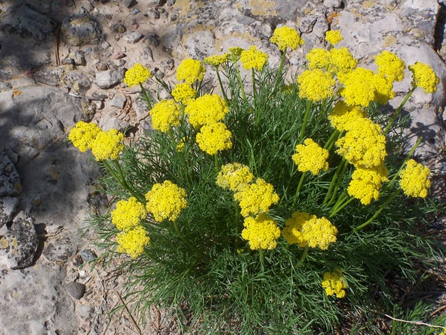 Narrow-Leaved Musineon