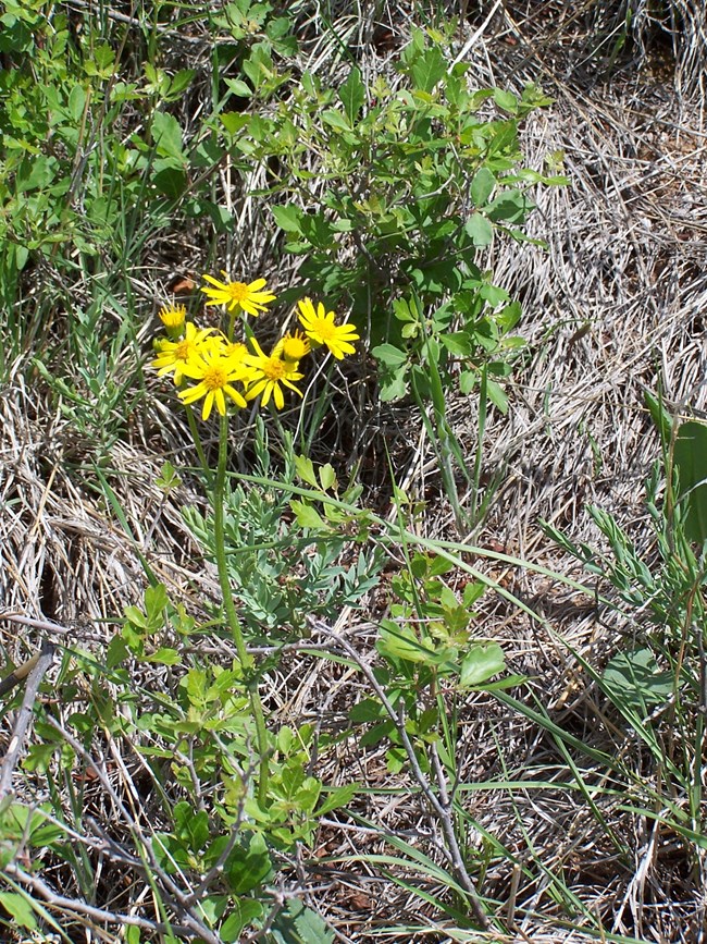 Prairie Groundsel