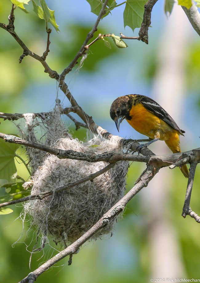 An oriole with a bright orange belly peers down into its next in the branches of a tree