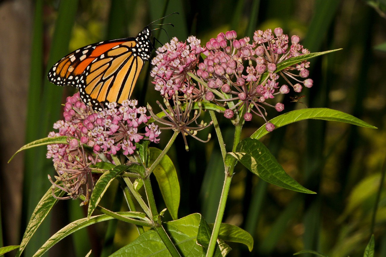 An orange, black, and white monarch butterfly sits on the dome-shaped, pink crown of a milkweed plant in bloom.
