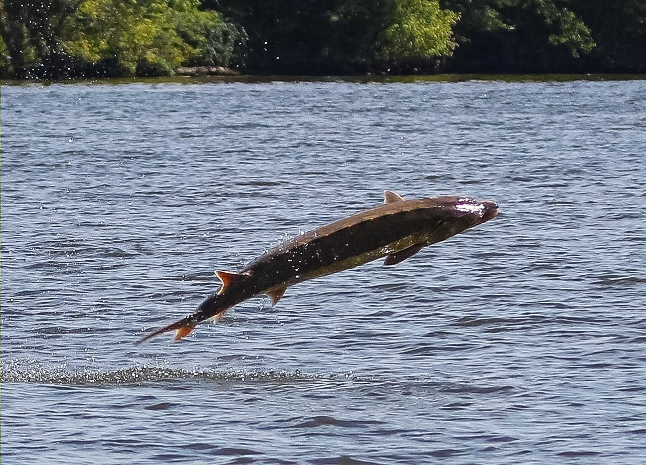 An Atlantic sturgeon jumps out of the James River, Virginia in 2014