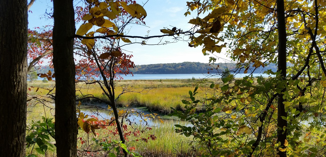 a salt marsh can be seen through the colorful fall leaves of a forest.