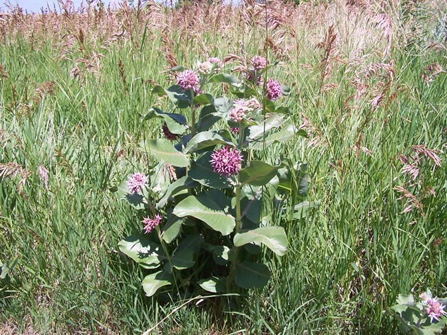 Wildflowers Showy Milkweed