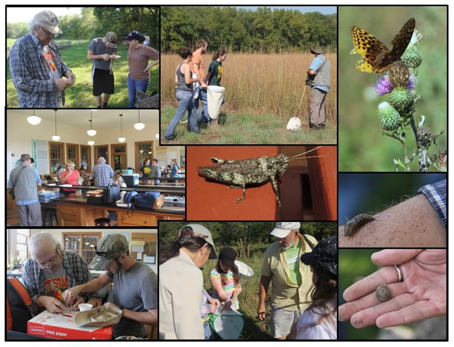A collage of images showing scientists working with young people in nature and in a lab to catch and identify insects and images of butterflies, snails, and a grasshopper.