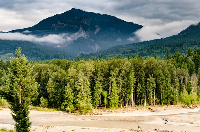 Thick green forest lines the bank of a small river, with rugged hills in the background.