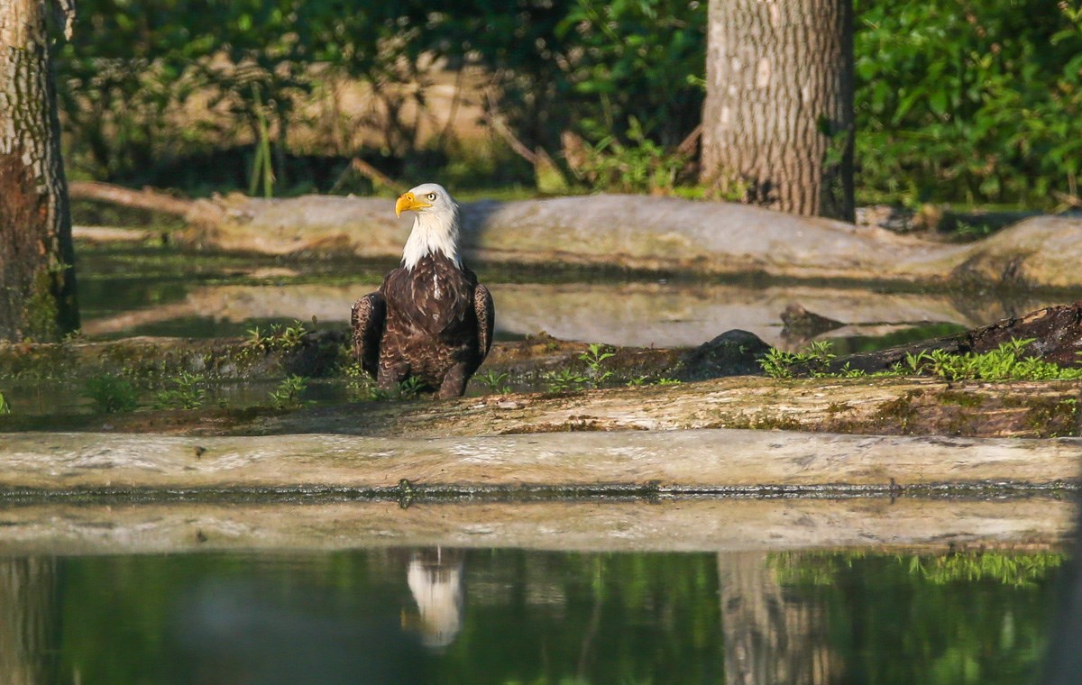 A bald eagle stands near a body of water, its reflection showing in the water.