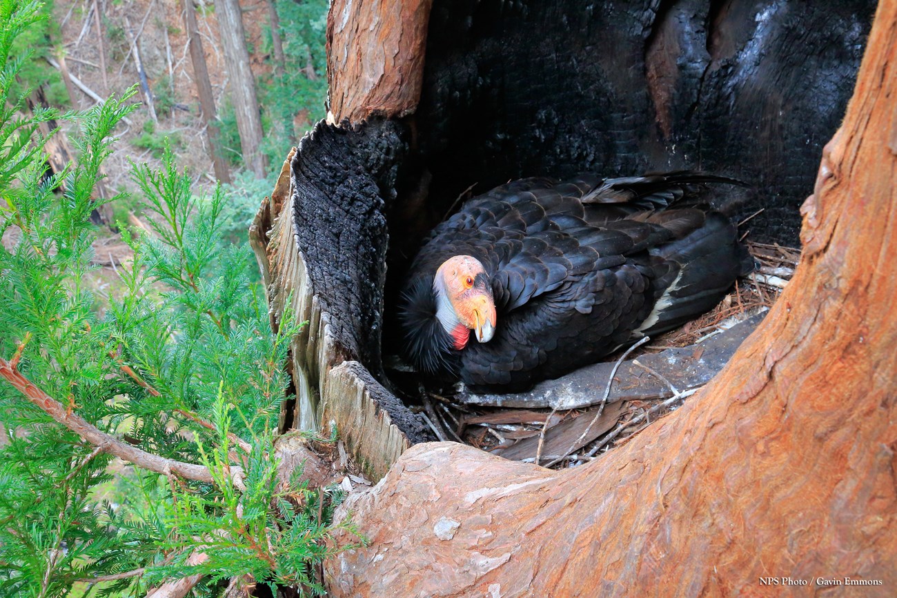 Large dark condor with orange head sits on nest in burned top of redwood tree.