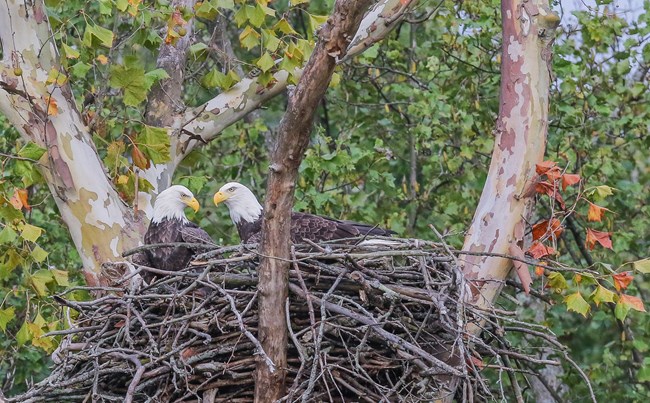 Two adult bald eagles with white heads and brown bodies sit in their nest of tree branches.