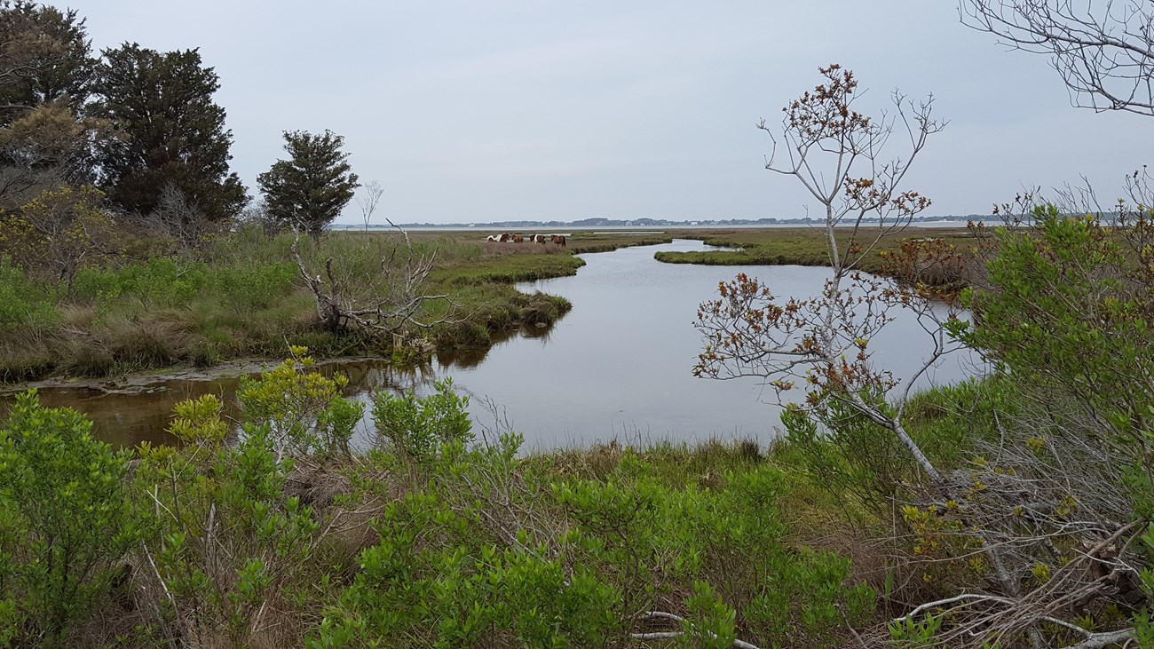 Ponies graze on a gray day at the salt mash of Assateague Island