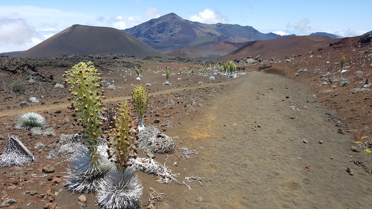 ʻĀhinahina or Haleakalā silverswords bloom during the summer months multiple silverswords bloom pink flowers from their tall stalks