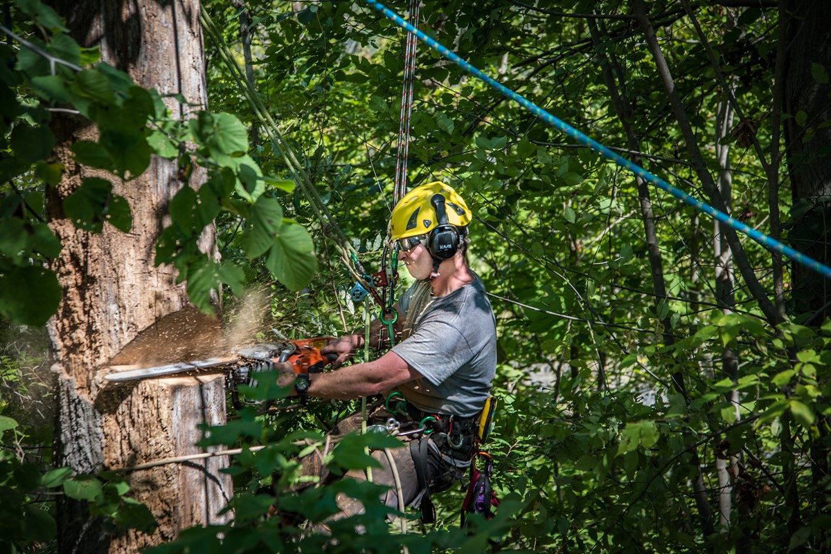 A man wearing a yellow hard hat and ear muffs hangs in a harness while he cuts at a tree trunk with an orange-handled chainsaw.