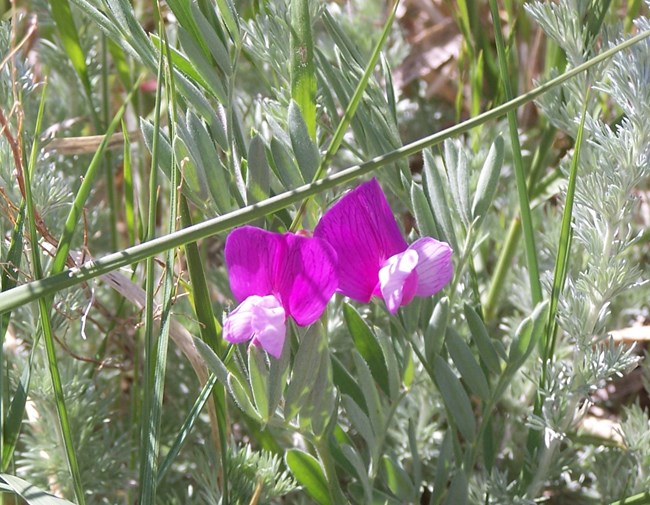 Showy Peavine