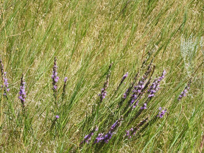 Dotted Gayfeather