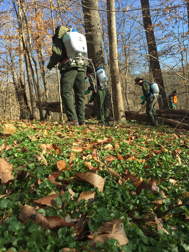 Four technicians with backpack sprayers treating celandine in a forest