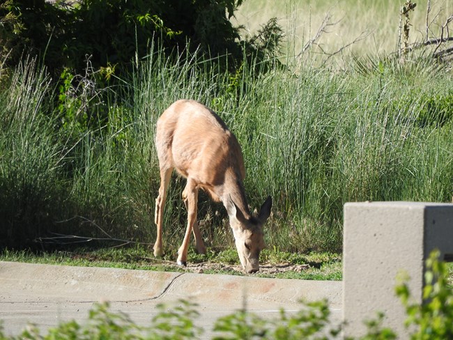 A mule deer doe grazes near a sidewalk and light post.