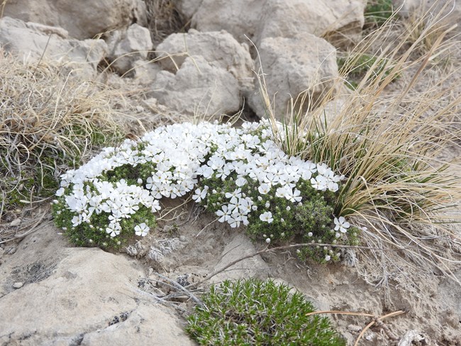 white Hood's Phlox wildflower