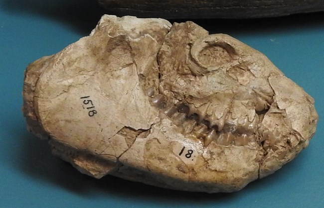 A fossilized mammal skull on a blue background.
