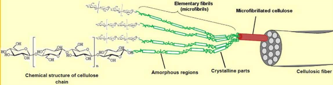 Fig. 1 Hierarchical structure of cellulosic fibers, adapted from the artwork of Lavoine