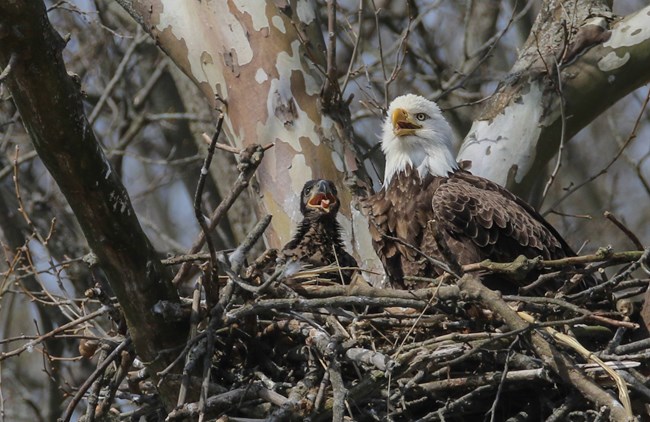 A brown bald eaglet and one of its parents sit in their nest, both with their beaks open.