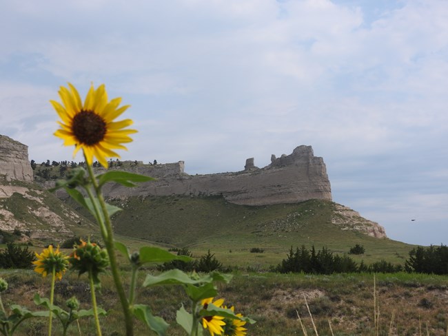 Prairie sunflower with saddle rock behind it