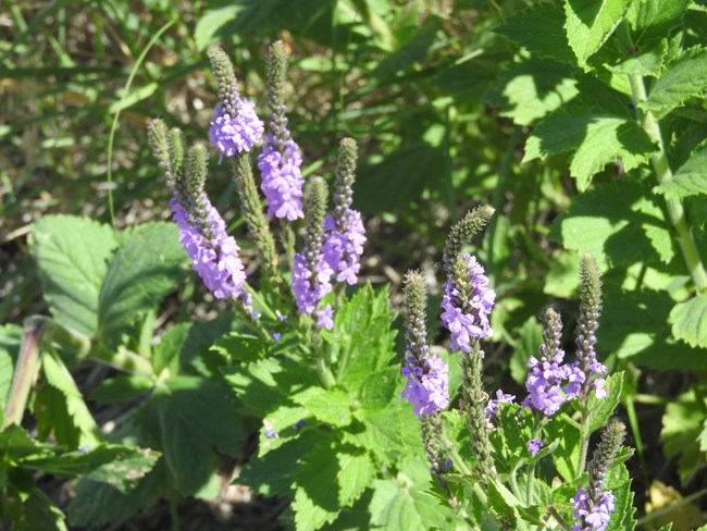 Hoary Vervain wildflower