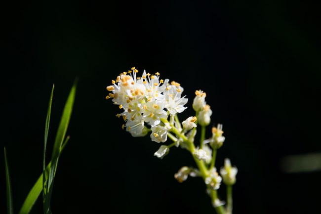 White Death Camas