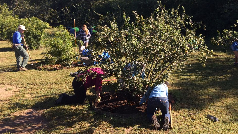 lt= volunteers working in orchard with fruit trees