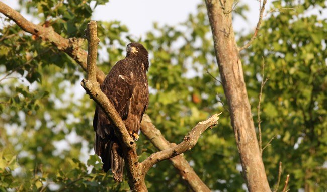 A mostly brown bald eaglet perches on a tree branch.