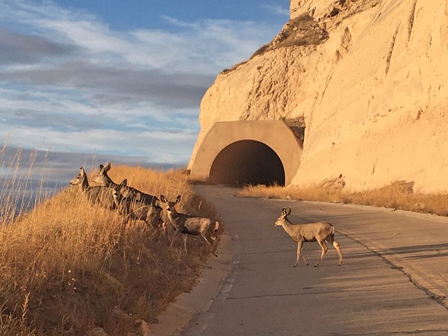Five mule deer stand alert at the side of a road with a tunnel in the background.