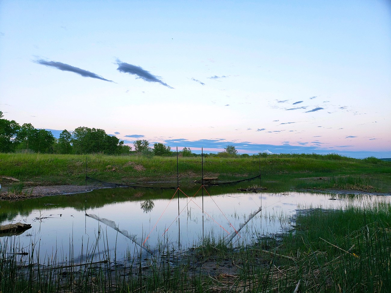 Two mist nets in a "V" configuration across a wetland at dusk. The nets are bunched together in the middle of the poles, waiting to be stretched out and fully deployed.