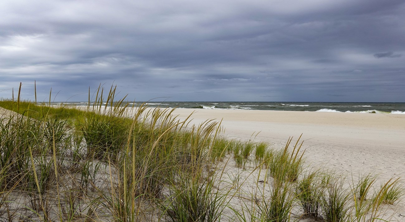 beach grass bends in the wind as waves crash on the sandy beach under a dark stormy sky