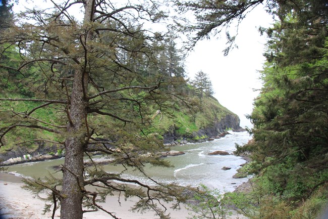 Image shows a small, narrow bay with many trees.