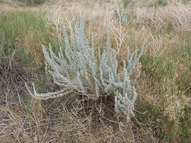 The silvery, cottony growth of the winterfat plant.