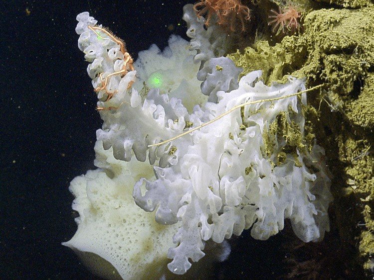 A white ruffled sponge illuminated in otherwise dark, deep water.