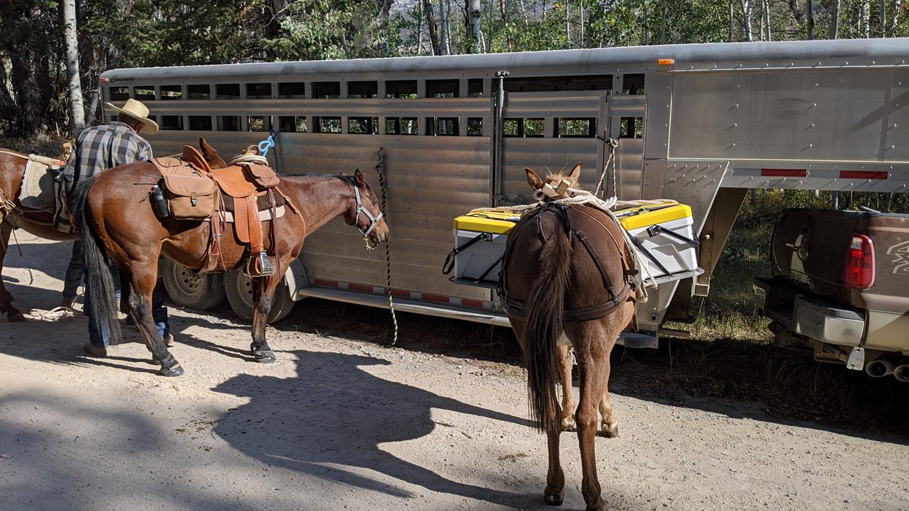 A Back Country Horsemen’s mule packed with 2 aerated containers of BCT.