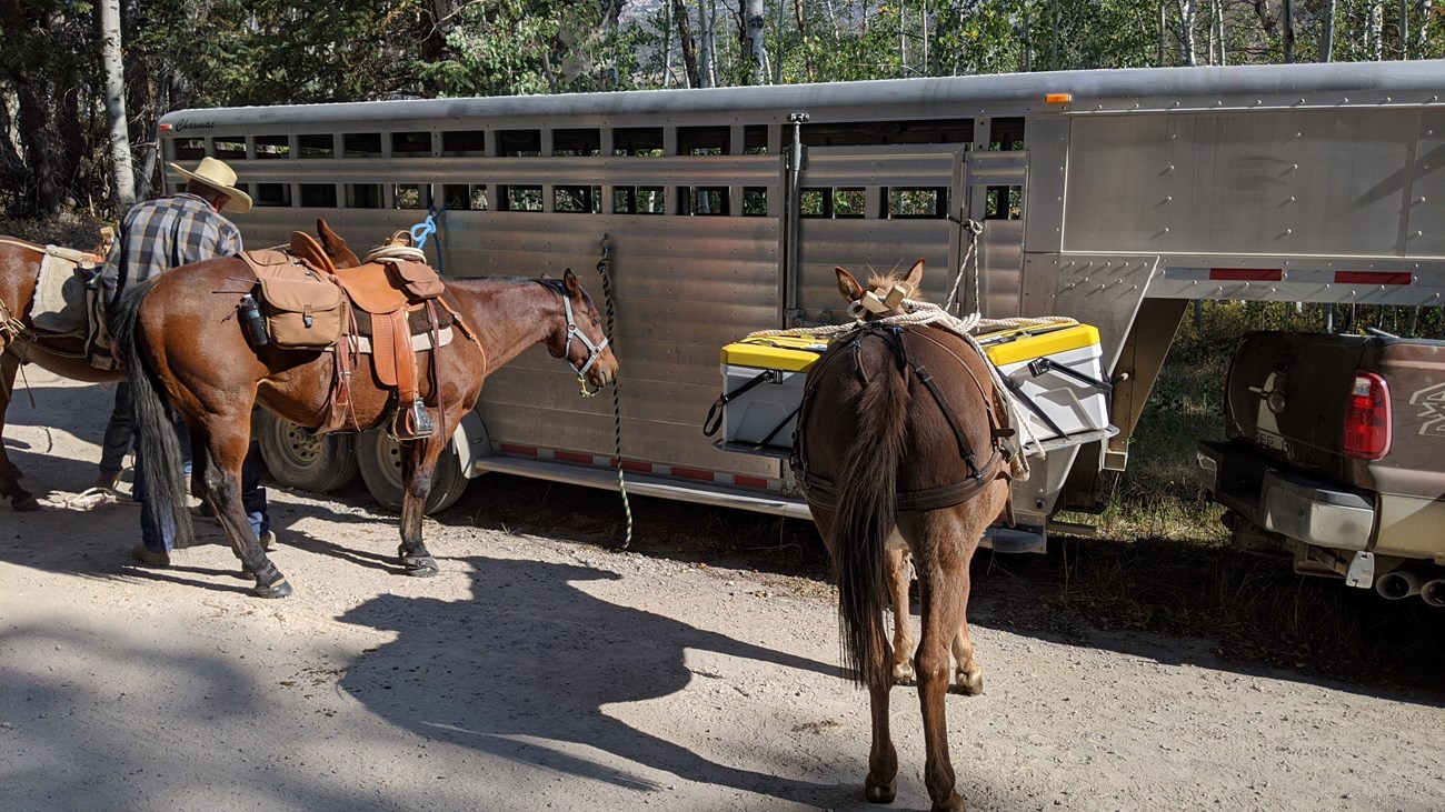 20200224_155105 A Back Country Horsemen’s mule packed with 2 aerated containers of BCT.
