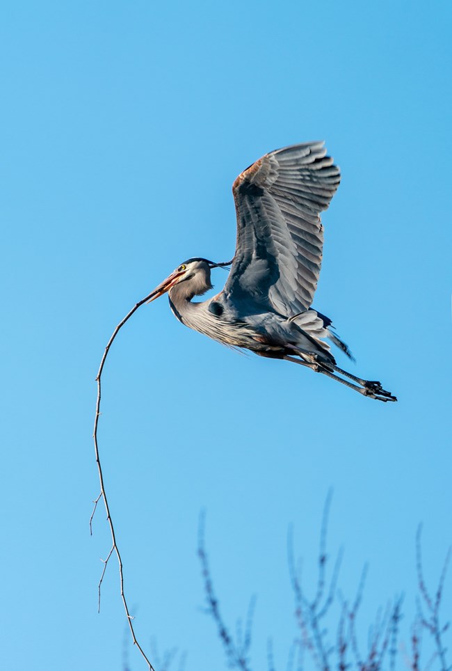 Heron in profile with raised wings carries a stick that is twice its body length