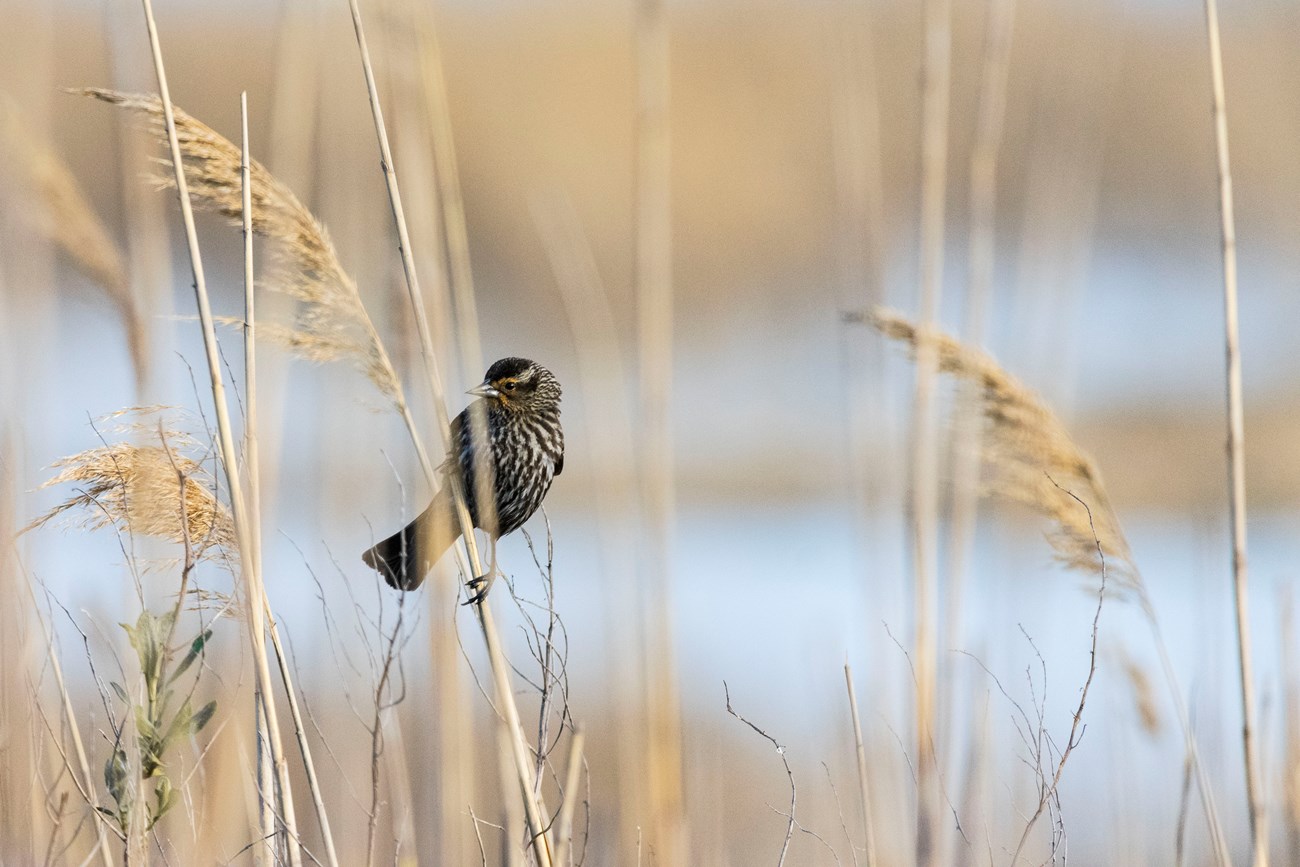 Female red-winged blackbird clinging to a phragmite at Gateway National Recreation Area, NJ. NPS Photo / Mike Elfassy. Female red-winged blackbird clinging to a phragmite at Gateway National Recreation Area, NJ. NPS Photo / Mike Elfassy.