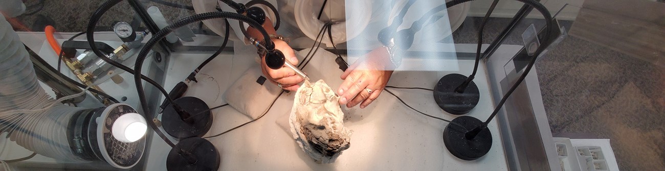 two hands in a glass chamber surrounded by bright lights work on a fossil skull.