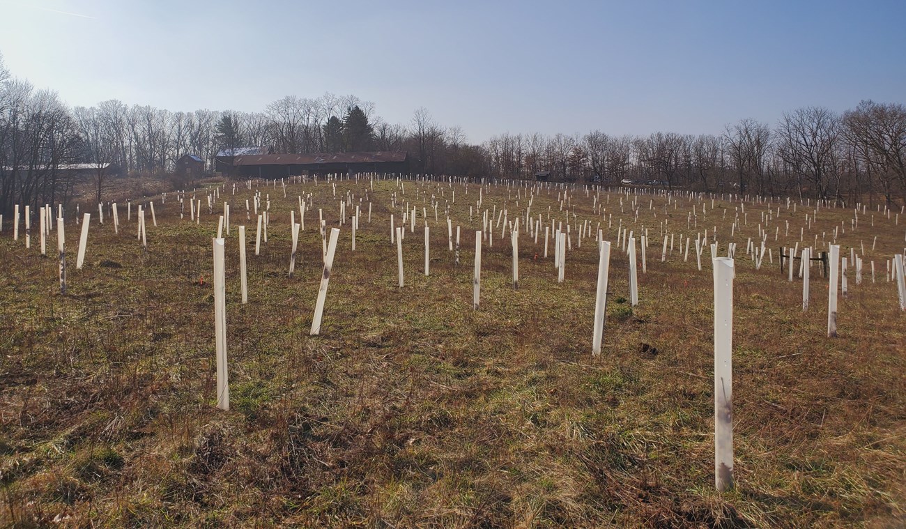WT tree tubes Large open field dotted with tall upright plastic tubes. In the background are several large barns and farm buildings and parked cars.